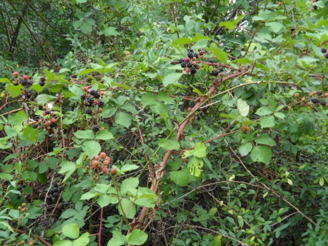 photo79.jpg