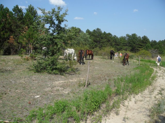 photo91.jpg