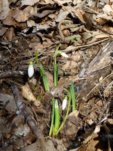 photo62.jpg