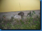 S�ni in da House vol  1