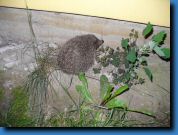 S�ni in da House vol 2