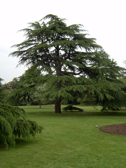 greenwich050