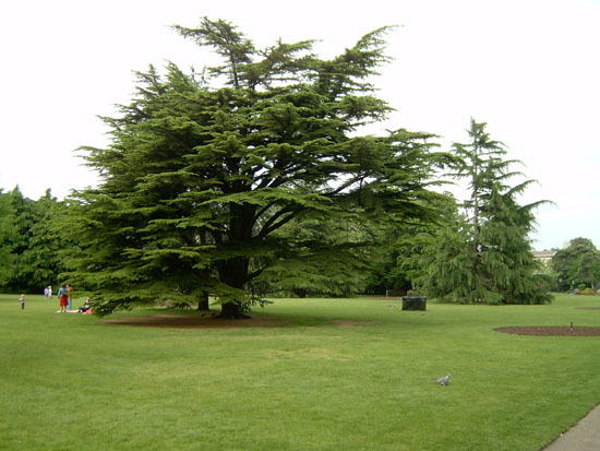 greenwich055