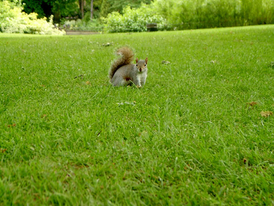 greenwich069