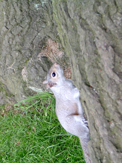 greenwich070