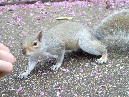 greenwich080