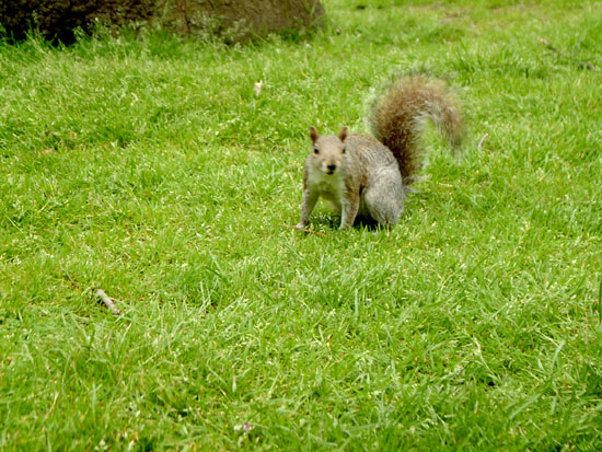 greenwich081