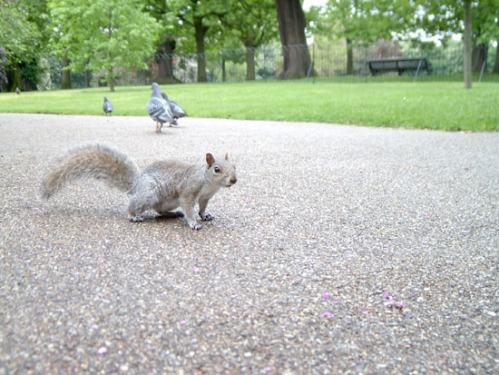 greenwich082