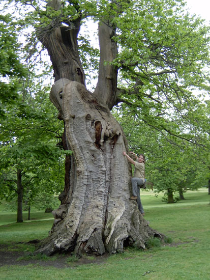 greenwich084