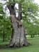 greenwich084