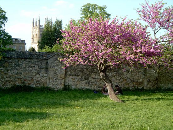 oxford130