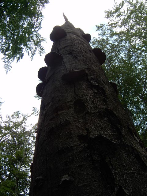 kakas11