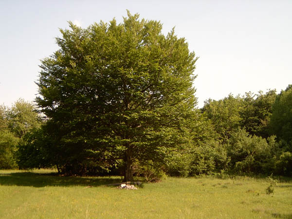 szadelo45