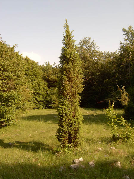 szadelo46