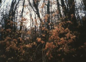 f-021213.jpg (18298 bytes)