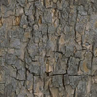 bark.jpg