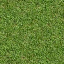grass.jpg