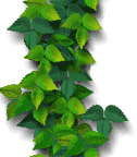 leaves.gif