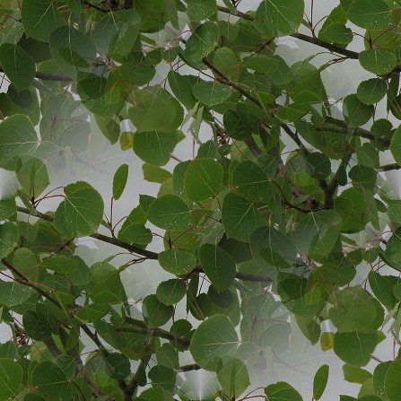 leaves2.jpg