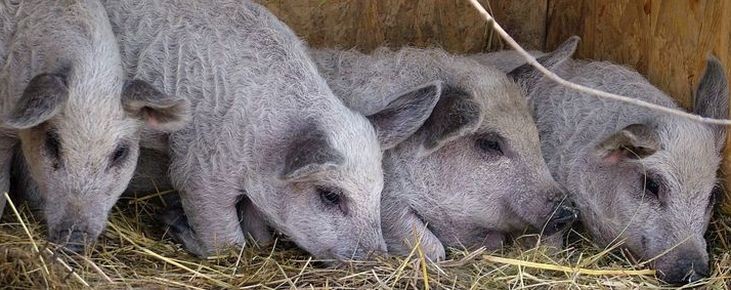Mangalica malacok
