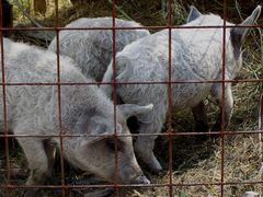 Mangalica malacok - 1