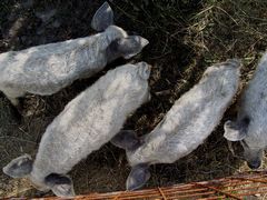 Mangalica malacok - 2