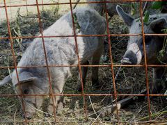 Mangalica malacok - 3