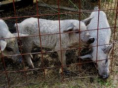 Mangalica malacok - 4
