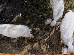 Mangalica malacok - 5