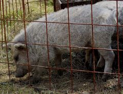 Mangalica malacok - 6