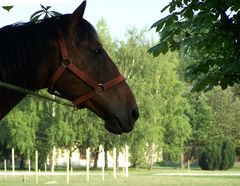 Ló / Pferd / Horse - 1