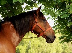 Ló / Pferd / Horse - 2