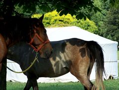 Lovak / Pferden / Horses - 2