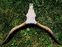 Totem / Totemtier / Totem animal - 2