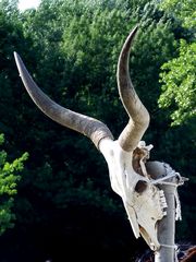 Totem / Totemtier / Totem animal - 4