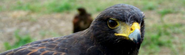 Héja / Habicht / Hawk