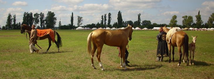 Akhal-teke lovak / Achal-Tekkiner Pferde / Achal tekkiner horses