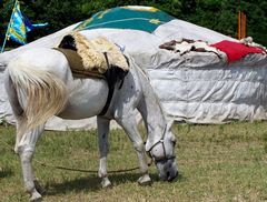 Tábori életkép lóval / Lagerszene mit Pferd / Camp scene with horse - 1