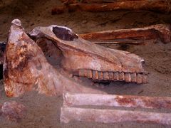 A ló csontjai / Skelette des Pferdes / Skeletons of the horse