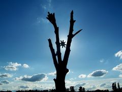 Az sök Fája / Der Baum der Ahnen / The Tree of the Ancestors - 2