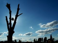 Az sök Fája / Der Baum der Ahnen / The Tree of the Ancestors - 3