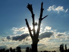 Az sök Fája / Der Baum der Ahnen / The Tree of the Ancestors - 5
