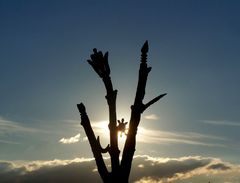 Az sök Fája / Der Baum der Ahnen / The Tree of the Ancestors - 6