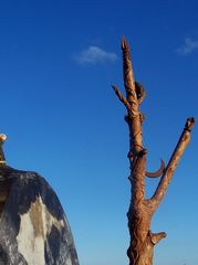 Az sök Fája / Der Baum der Ahnen / The Tree of the Ancestors - 15