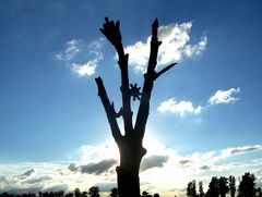 Az sök Fája / Der Baum der Ahnen / The Tree of the Ancestors - 16