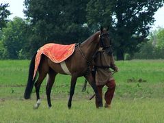 Akhal-teke ló a paziriki sírból származó szerszámzatban / Achal-Tekkiner Pferd im Geschirr vom Pazyrik Grab / Achal tekkiner horse in harness from the Pazyrik grave - 1