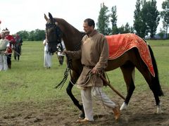 Akhal-teke ló a paziriki sírból származó szerszámzatban / Achal-Tekkiner Pferd im Geschirr vom Pazyrik Grab / Achal tekkiner horse in harness from the Pazyrik grave - 3