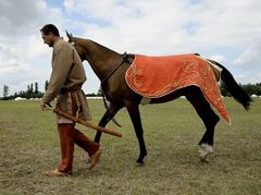 Akhal-teke ló a paziriki sírból származó szerszámzatban / Achal-Tekkiner Pferd im Geschirr vom Pazyrik Grab / Achal tekkiner horse in harness from the Pazyrik grave - 4