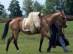 Akhal-teke ló a paziriki sírból származó szerszámzatban / Achal-Tekkiner Pferd im Geschirr vom Pazyrik Grab / Achal tekkiner horse in harness from the Pazyrik grave - 6