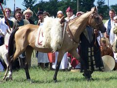 Akhal-teke ló a paziriki sírból származó szerszámzatban / Achal-Tekkiner Pferd im Geschirr vom Pazyrik Grab / Achal tekkiner horse in harness from the Pazyrik grave - 7